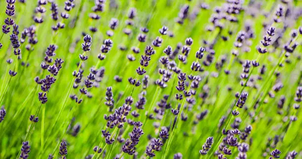 Lavender flowers in front of a garden background