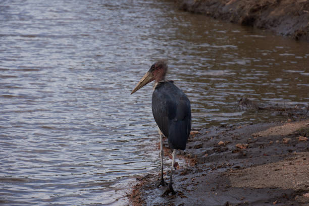 A Marabu Stork on a river in Kruger National Park, South Africa Kruger National Park, Sudáfrica marabu stork stock pictures, royalty-free photos & images