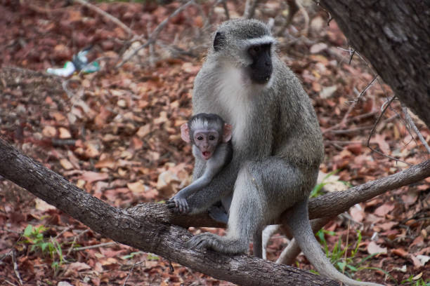 Kruger National Park, South Africa