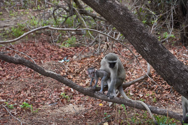 istock Kruger National Park, South Africa 1175510931
