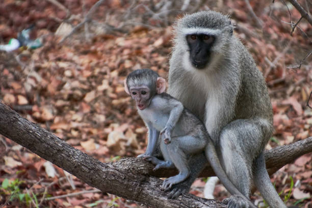 istock Kruger National Park, South Africa 1175510935