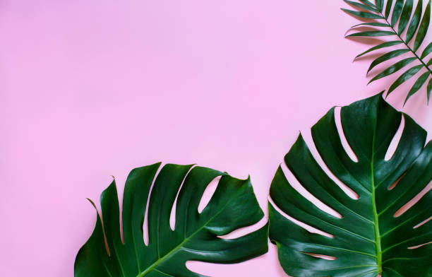 istock Tropical monstera and palm leaves on a  light pink background 1175511139