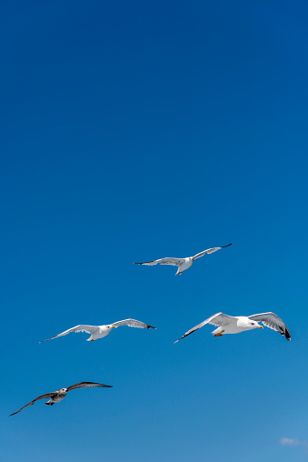 Small group of seagulls are flying in the blue sky in Greece.