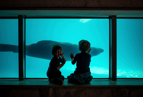 Kids watching aquarium