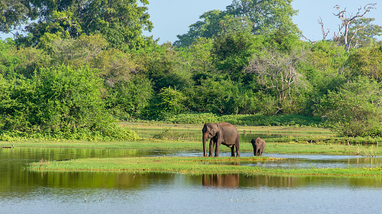 An african elephant bull portrait in the plains, savannah of the Lake manyara National Park – Tanzania