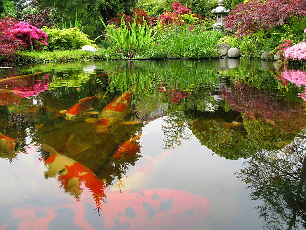 istock Big Kois in the pond 117551453