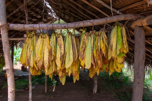 Tabacco leaves drying before they can be used for cigarettes and cigars.