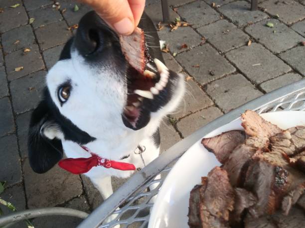 istock A dog staring at a piece of steak on the table 1175514938
