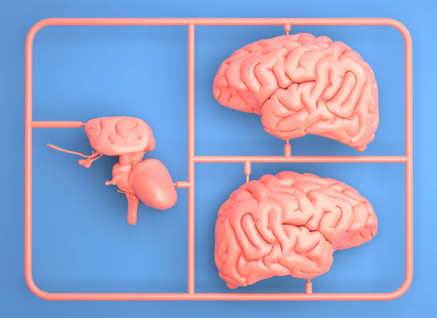 istock Model kit set with pink brain parts. 1175515153