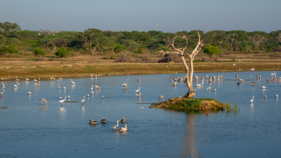 Early morning at a water pool filled with birds in Bundala National Park in Sri Lanka.