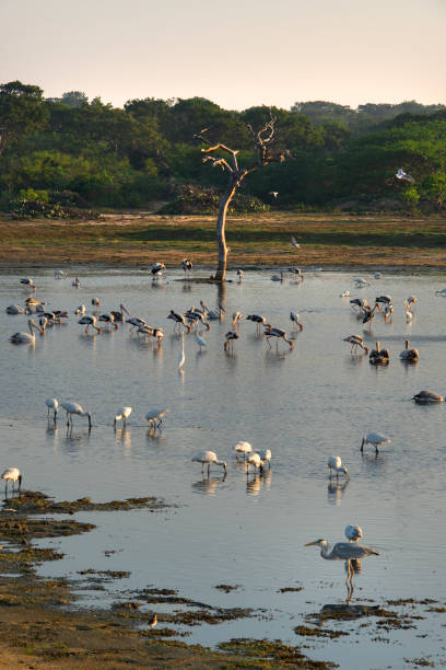 Early morning at a water pool filled with birds in Bundala National Park in Sri Lanka.
