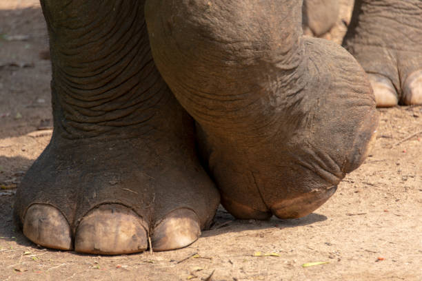 인도 코끼리 - animal close up elephant animal eye 뉴스 사진 이미지
