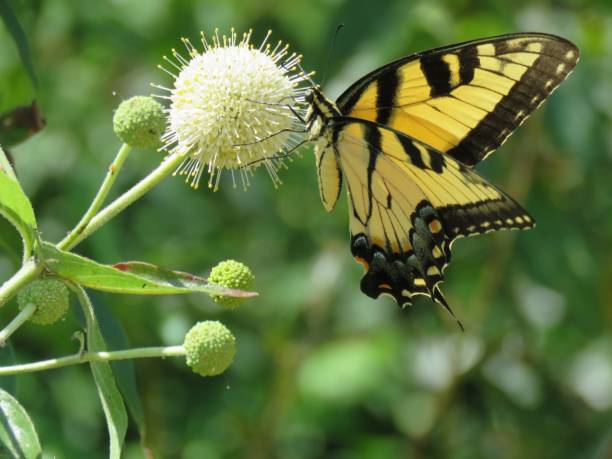 istock Swallowtail butterfly, yellow, close-up 1175516954
