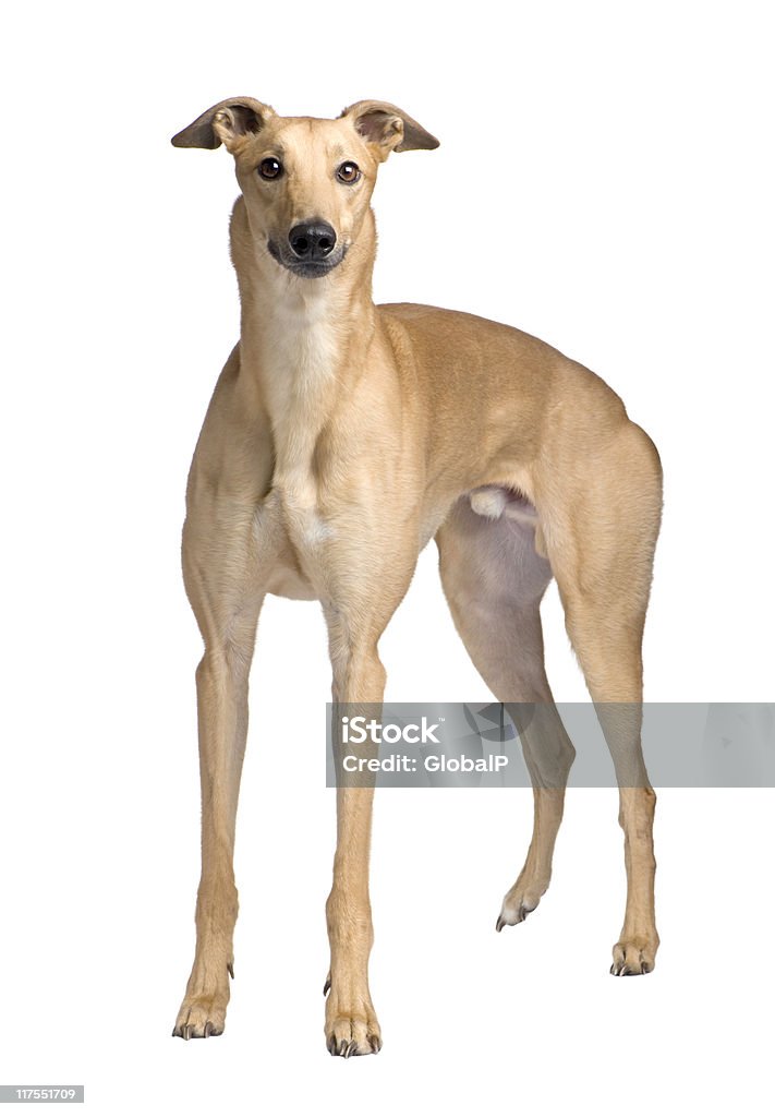 Greyhound (17 mesi - Foto stock royalty-free di Levriero