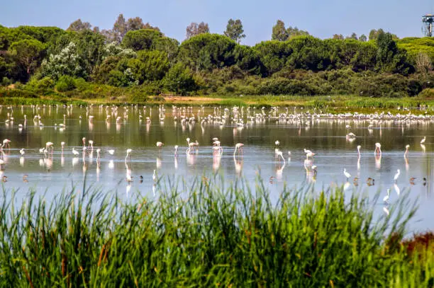 Marsh in Doñana national park, Huelva, Andalusia, Spain.