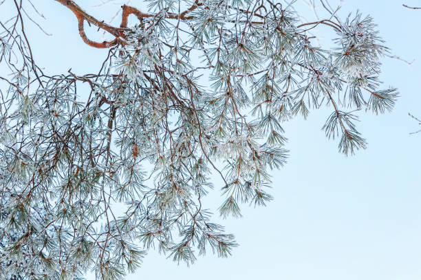 istock Frosty tree branch in snowy forest, cold weather in sunny morning 1175518546