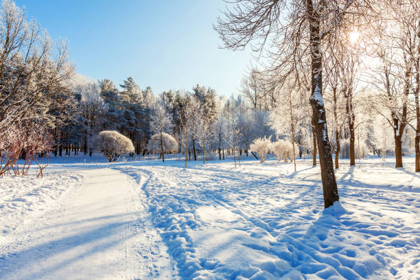 istock Frosty trees in snowy forest, cold weather in sunny morning 1175518909