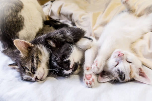 https://media.istockphoto.com/id/1175519987/photo/three-kittens-sleeping-on-white-background.jpg?s=612x612&w=0&k=20&c=sXnbzSD2CrhNhXybtNG9VCMf3LPCowFDaFOsQs-bNdY=