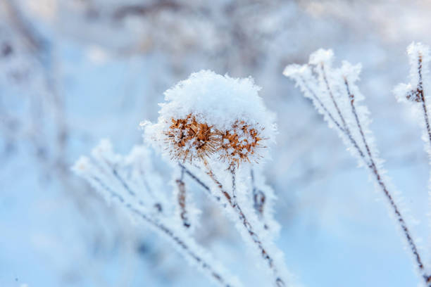 istock Frosty burdock grass in snowy forest, cold weather in sunny morning 1175520005