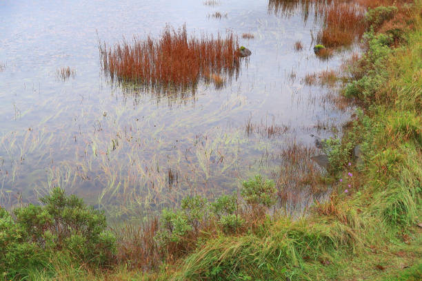 Dense wetland vegetation of forest pond in Bagno Calowanie Swamp wildlife reserve during summer season in Podblel village south of Warsaw in Mazovia region of Poland