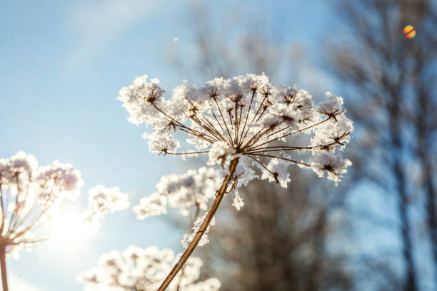 istock Frosty grass in snowy forest, cold weather in sunny morning 1175520465