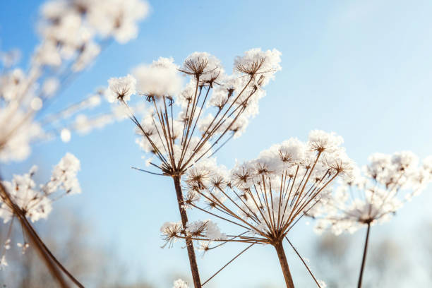 istock Frosty grass in snowy forest, cold weather in sunny morning 1175520607