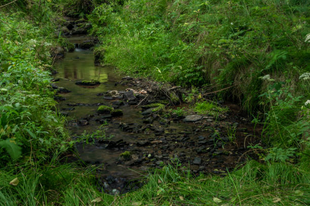 istock Mala Libava creek in summer sunny day in Slavkovsky Les mountains 1175521404