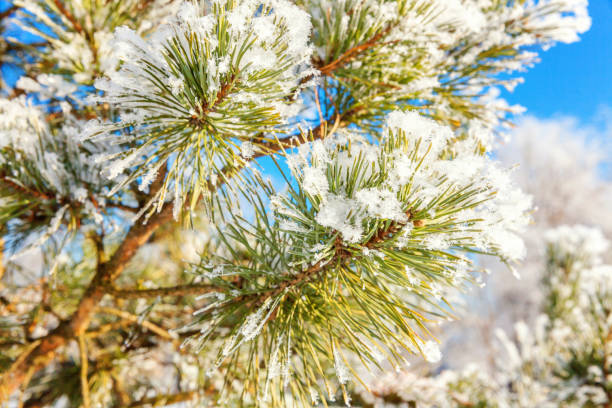 istock Frosty pine tree branch in snowy forest, cold weather in sunny morning 1175521406