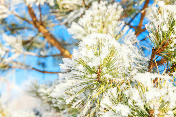 istock Frosty pine tree branch in snowy forest, cold weather in sunny morning 1175521448