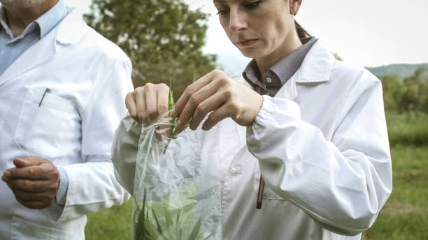 istock Researchers collecting hemp plant samples in the field 1175521461