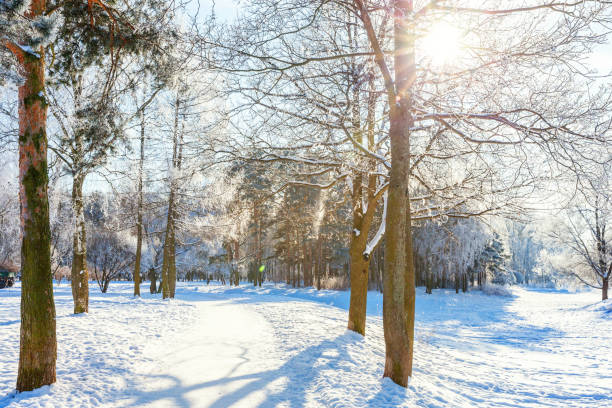 istock Frosty trees in snowy forest, cold weather in sunny morning 1175521651