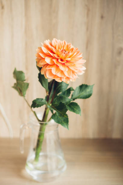 istock Orange dahlia single flower in the glass vase on table 1175523049