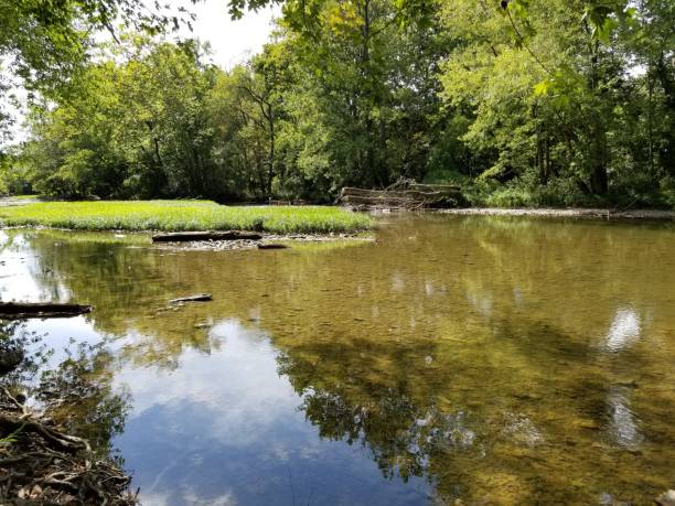 istock Idyllic reflection river natural scene with deer crossing in the distance 1175523688