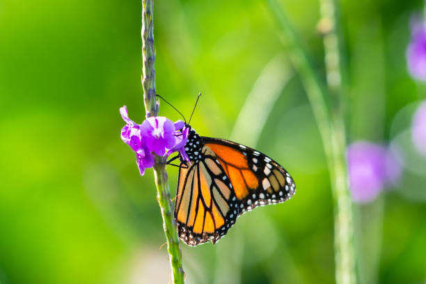istock Monarch Butterfly feeding on a Vervain flower 1175523769