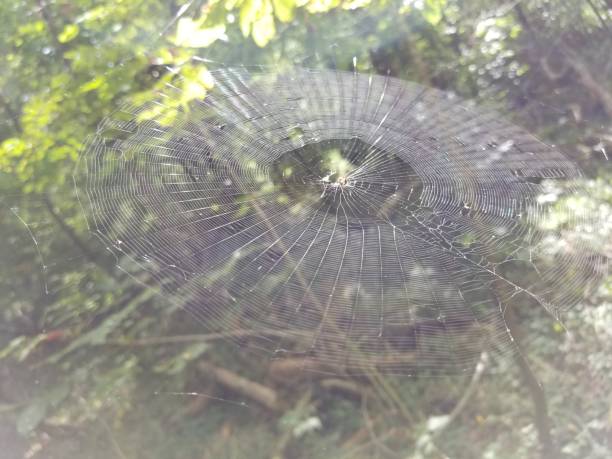 istock Large spider in center of spiderweb brightly lit with sunlight 1175523770