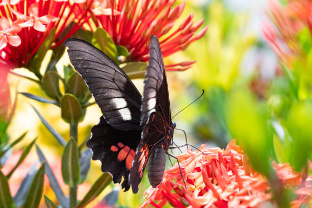 istock A Cattleheart Butterfly feeding on a red Ixora hedge 1175523791