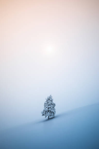 arbre de noel - landscape cold tree pine photos et images de collection