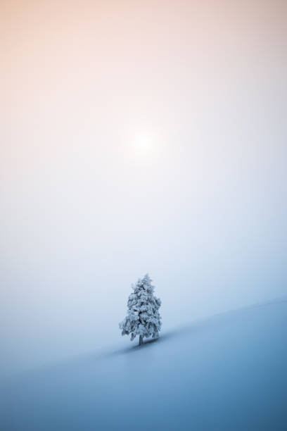 クリスマスツリー - lonely tree 写真 ストックフォトと画像