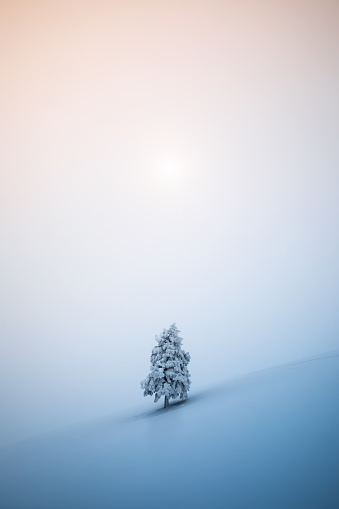 Idyllic Christmas scene: Lone snowcapped fir tree on a mountain glade.