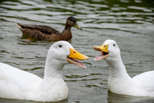 그룹 의 화이트 페킨 오리 quacking - livestock beautiful image beak 뉴스 사진 이미지