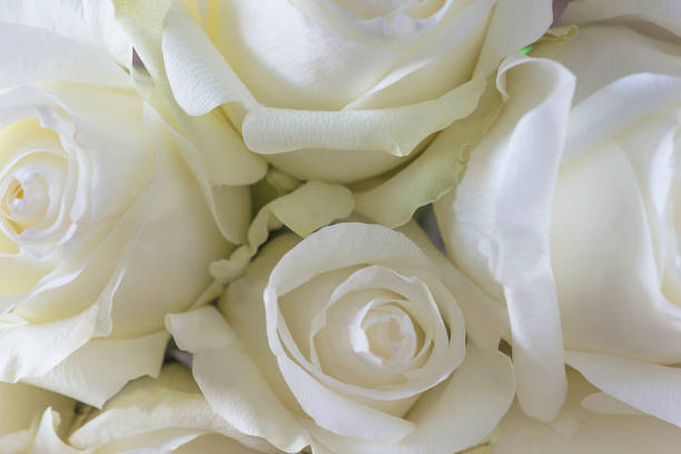 istock Beautiful white roses close up on natural light 1175527834