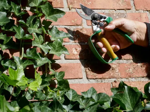 Photo of Ivy removal from a brick house wall with the help of a secateurs. Male hand, close-up