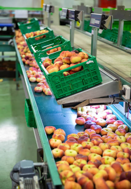 istock Fresh peaches on conveyor belt of sorting production line 1175527989