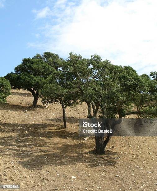 Cork Eichen Stockfoto und mehr Bilder von Baum - Baum, Braun, Eiche