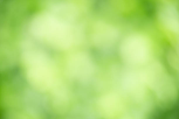 istock Out of focus blurred of green leaf nature under sunlight with bokeh and copy space using as background natural plants landscape, ecology wallpaper concept. 1175529566