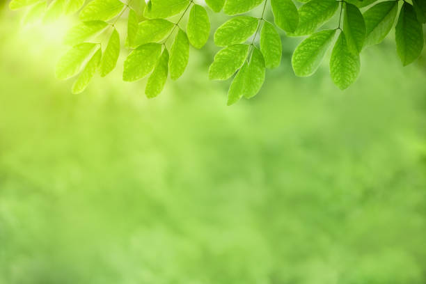 istock Close up of nature view green leaf on blurred greenery background under sunlight with bokeh and copy space using as background natural plants landscape, ecology wallpaper concept. 1175529581