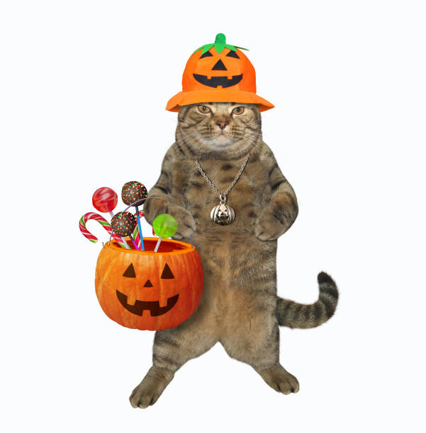 istock Cat holding pumpkin basket 2 1175530870
