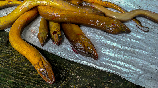 eels on a street market in thailand