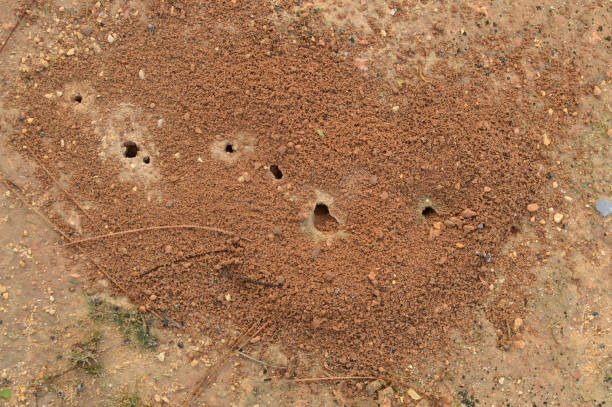 istock Ant Colony Entrance 1175531213