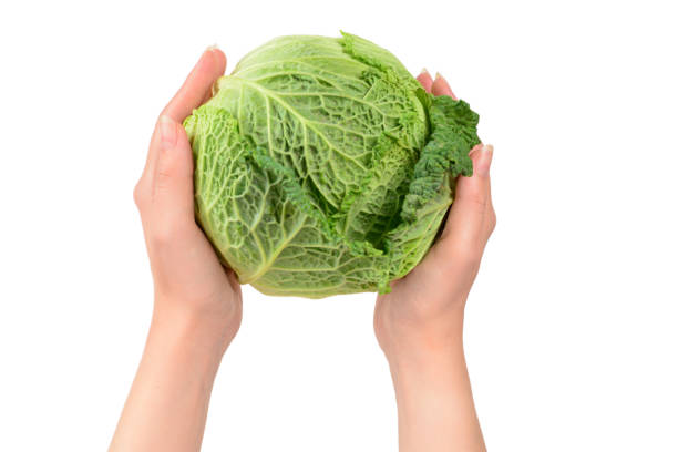 istock Green cabbage isolated on white background. In woman hands. 1175534487
